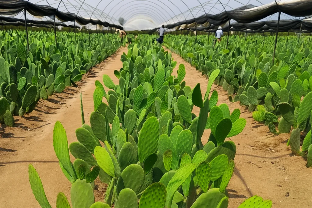 Rows of fresh green nopales (cactus paddles) growing in a Mexican greenhouse farm.