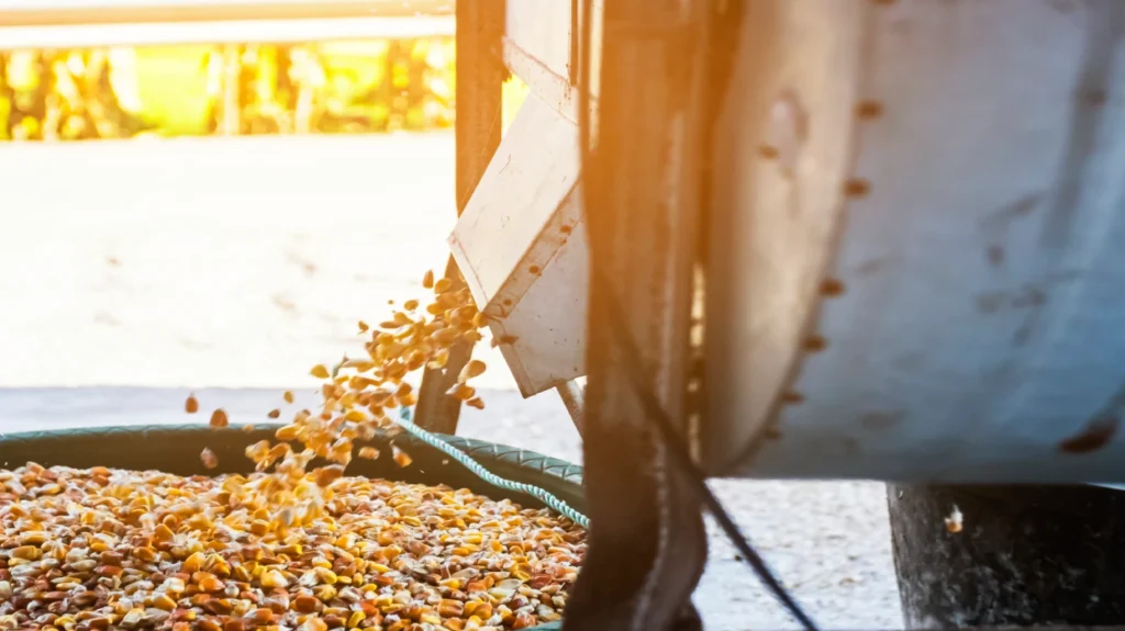 Dried corn kernels being discharged from a container before nixtamalization