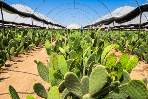 Nopal cultivation fields in Mexico used for fresh nopales and nopalitos production